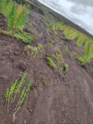 Reportan pérdidas en la producción de quinua por las lluvias en el sudoeste
