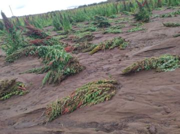 Reportan pérdidas en la producción de quinua por las lluvias en el sudoeste