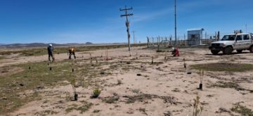 Potosí: YLB foresta plantines de thola y construye bebederos para ganado en Río Grande 