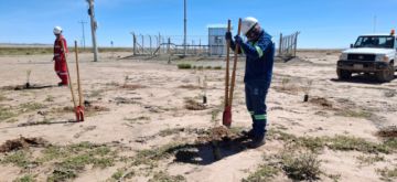 Potosí: YLB foresta plantines de thola y construye bebederos para ganado en Río Grande 