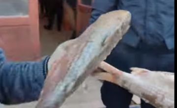 Intendencia proyecta control de calidad y precio de pescados en Potosí