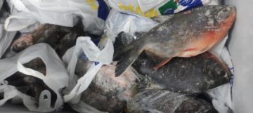 Emapa ofrece tambaqui, pacú y tilapia a “precio justo y accesible” en Semana Santa
