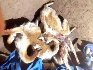 Traficante de fauna huye a Chile  tras masacre de vicuñas en Potosí