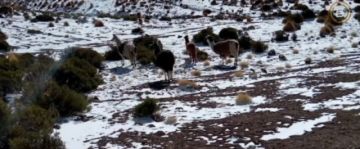 Nevada “moderada” cubre 5 municipios de Potosí y helada afecta a 100 familias del departamento