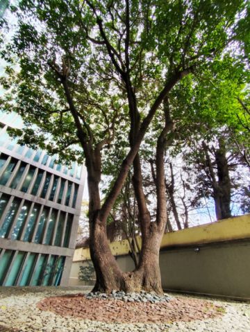 Banco Ecofuturo celebra el día mundial del árbol preservando un ceibo y dos jacarandás