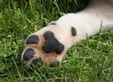 Aprehenden a dos personas en Llallagua por quitar la vida a un perro con una picota