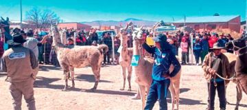 50.000 cabezas de ganado reciben vitaminas para combatir el frío 