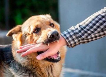 Potosí registra más de 1.054 personas expuestas a mordeduras de perros