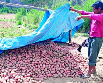 Se reduce en un 80% la importación de papa