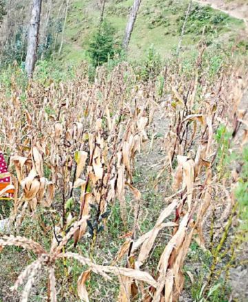 Aprueban Bs 16 millones para el seguro agrario