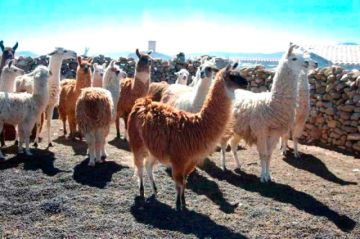 Potosí cuenta con 700 mil cabezas de ganado camélido