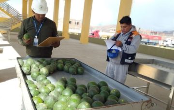 ¿Hay paltas contaminadas con cadmio en Bolivia?: Senasag se pronuncia