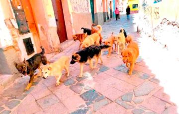 Potosí registra 1.253 personas que fueron mordidas por perros