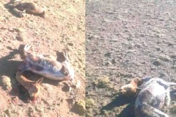 Cazadores furtivos matan y desuellan a 32 vicuñas en San Pedro de Opoco