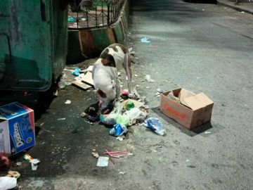 El 30 por ciento de los perros son abandonados en las calles  