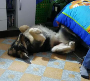 El perrito fallecido el 25 de agosto era “Petardo II”