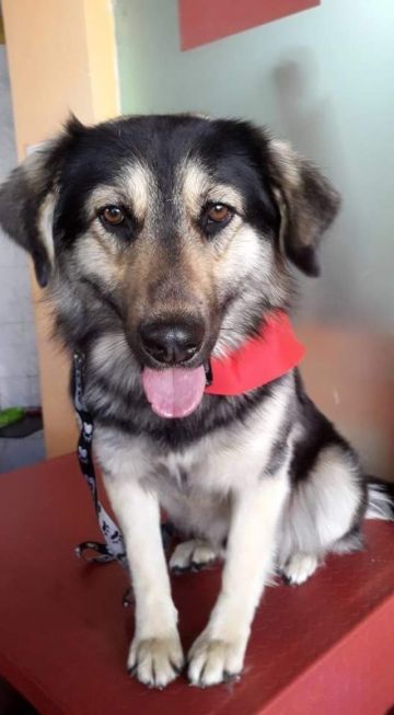 El perrito fallecido el 25 de agosto era “Petardo II”
