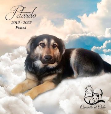 El perrito fallecido el 25 de agosto era “Petardo II”