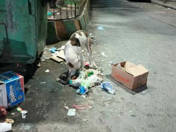 Dos personas fueron atacadas por perros en el trayecto de Ch’utillos