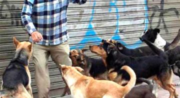 El Sedes-Potosí reporta 1.332 personas mordidas por perros
