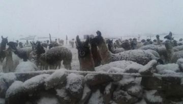 Gobierno anuncia que destina Bs 100 millones para atender emergencias por nevadas y heladas