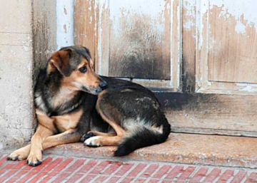 Alcaldía sancionará a dueños que dejen a sus perros en la calle