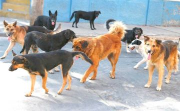 El Sedes-Potosí reporta 1.372 personas mordidas por perros