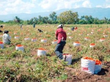 Crisis de diésel paraliza sectores productivos y desata protestas en varias regiones