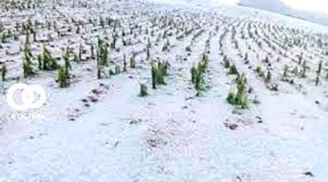 Primeras granizadas afectaron  cultivos de más de 80 familias