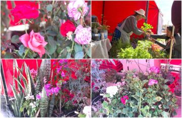 Flores y sus variedades  están en la feria de Primavera
