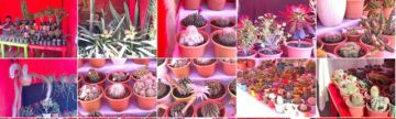 Flores y sus variedades  están en la feria de  Primavera