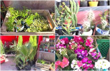 Los productores aclimataron las variedades para la ciudad de Potosí