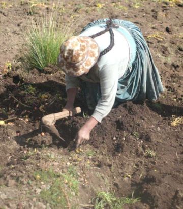 La sequía ronda a comunidades rurales del municipio de Potosí