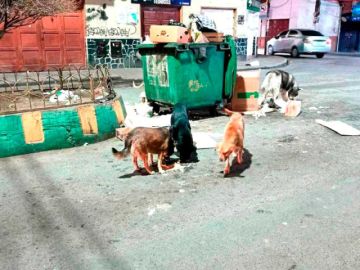 Denuncian que dueños dejan que sus perras tengan crías en la calle