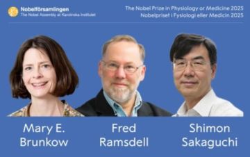 El Premio Nobel de Medicina 2025 para Brunkow, Ramsdell y Sakaguchi por la tolerancia inmunológica periférica