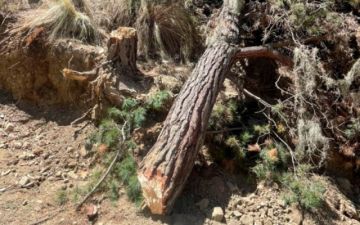 Alcaldía de La Paz denuncia movimiento de tierra y tala de árboles autorizados por Palca