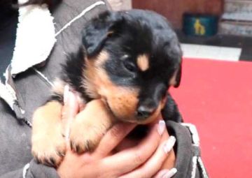 Personal de zoonosis evita la venta ilegal de dos canes
