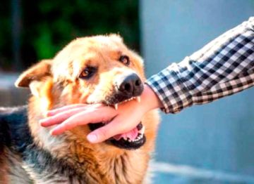 Zoonosis reporta 300 personas mordidas por perros en el municipio potosino