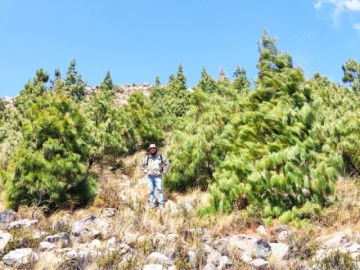 TARABUCO. Así se ve el crecimiento de los arboles después de tres años de haber sido plantados. Foto: Gentileza