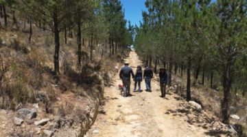 TARABUCO. Así se ve el crecimiento de los arboles después de tres años de haber sido plantados. Foto: Gentileza