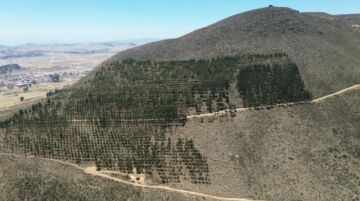 TARABUCO. Así se ve el crecimiento de los arboles después de tres años de haber sido plantados. Foto: Gentileza