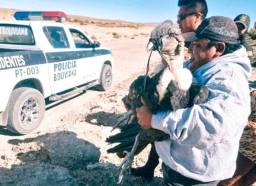 Cóndor esquiva la muerte por dos veces consecutiva, pero vuelve a La Paz