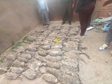 Fiscalía pide detención preventiva para dos personas por tráfico de 581 vizcachas en Oruro