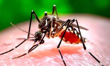 El Sedes prepara rastrillaje para detectar casos de dengue en Potosí