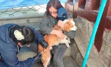 El Sedes insta a vacunar a los perros ante riesgo de rabia