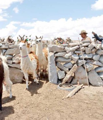 Carne de llama,  en proceso de envío a EE.UU.