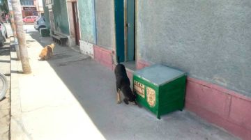 Internos del penal de Uyuni construyen casas para perros en situación de calle