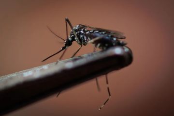 Potosí se mantiene sin casos de dengue en todo el territorio