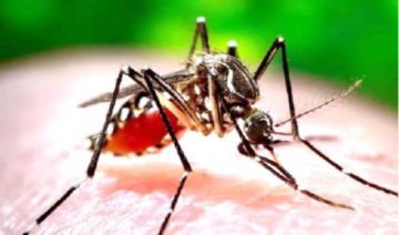 El Departamento de Potosí se mantiene sin casos de dengue