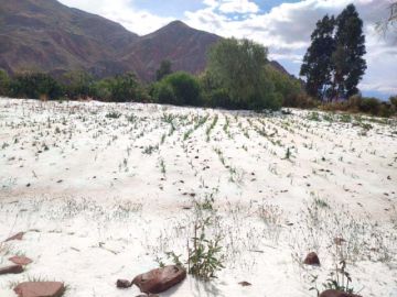 Los cultivos dañados por la granizada. 